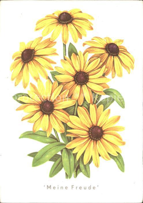 Blumen Sonnenhut Rudbeckia hirta