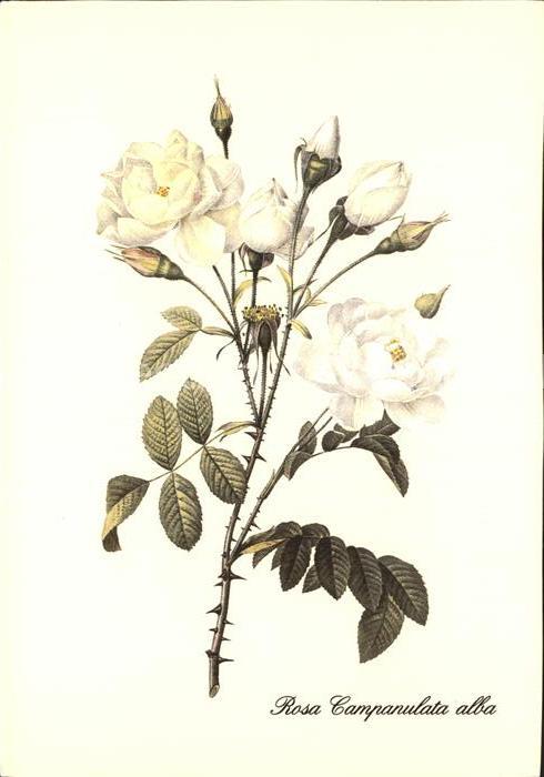 Rosen Rosa Campanulata alba