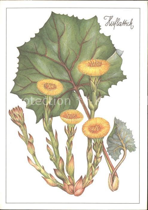 Blumen Huflattich Zeichnung Christiane Gottsch