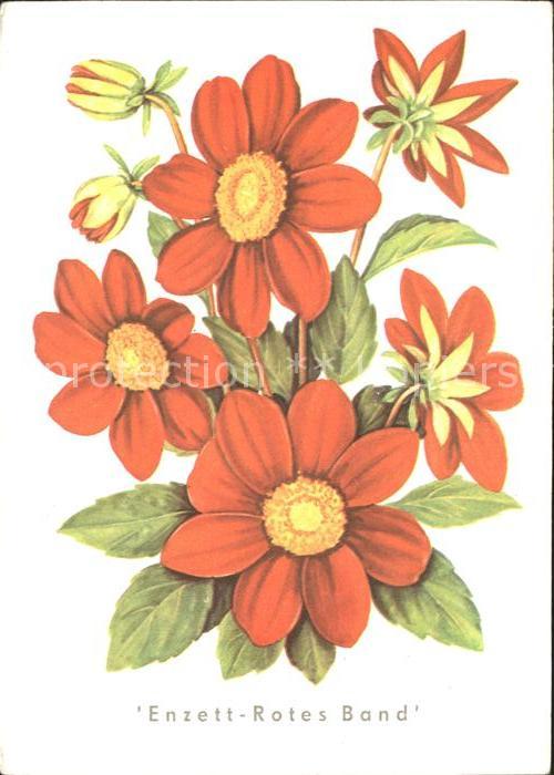 Blumen Mignondahlie Enzett-Rotes Band Ernst Ha