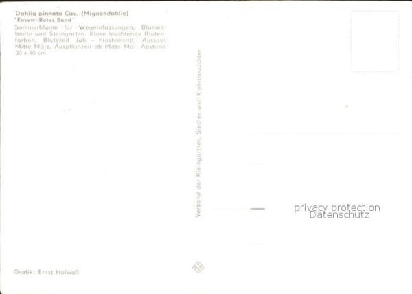 Blumen Mignondahlie Enzett-Rotes Band Ernst Ha – Bild 2