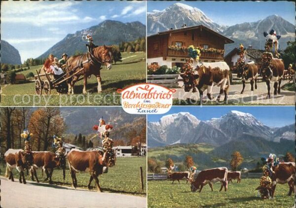 Kuehe Almabtrieb Berchtesgadener Land