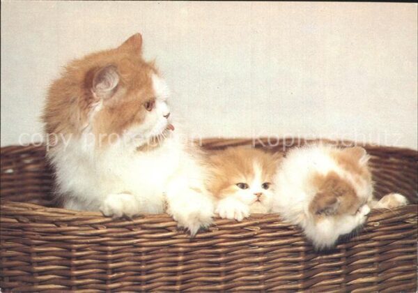 Katzen