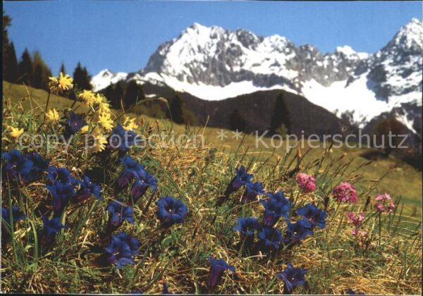 Blumen Alpenflora Stengelloser Enzian Primel