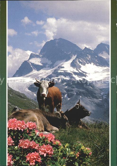 Kuehe Alpenrosen Berge