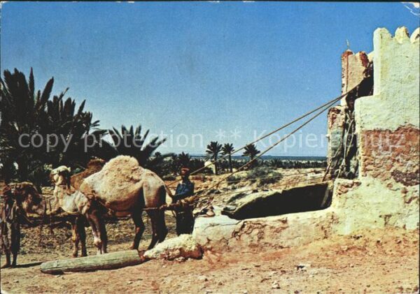 Kamel  Camel Chameau Tunesien