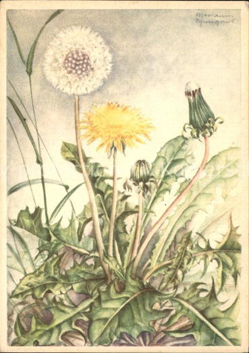 Verlag Ackermann Kuenstlerpostkarte Nr. 10046 Marianne Schneegans Löwenzahn