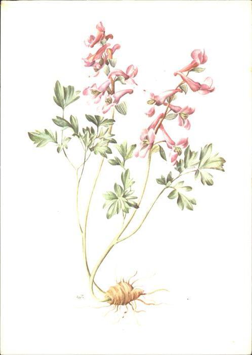 Blumen A. M. Trechslin Lerchensporn Spendenkar