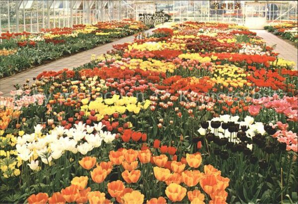 Blumen Tulipshow Frans Roozen Vogelenzang Holl