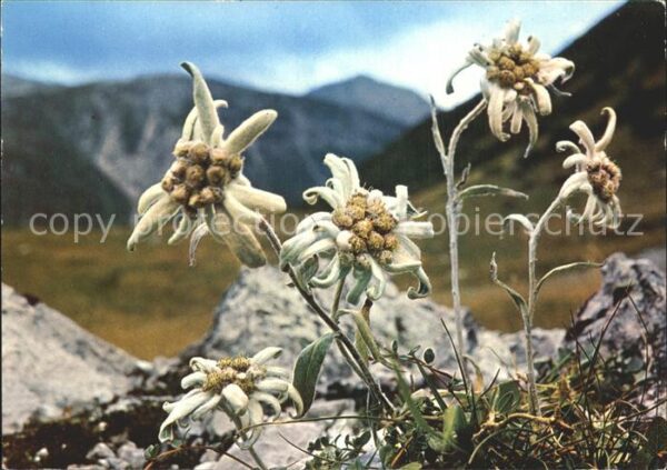 Edelweiss