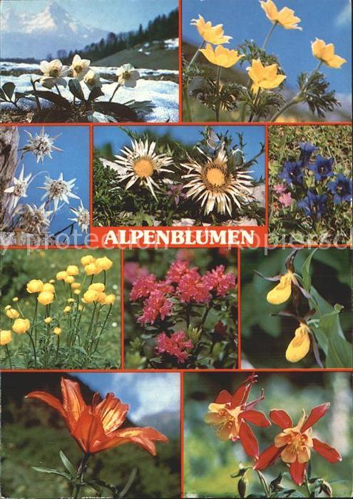 Blumen Alpenblumen Schneerose Frauenschuh Silb