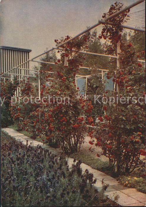 Gartenbauaustellung Erfurt Pergola Rosenblüte