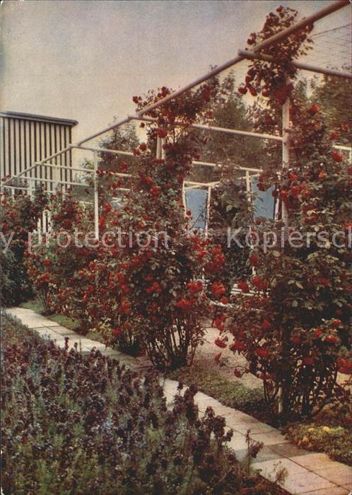 Gartenbauaustellung Erfurt Pergola Rosenblüte