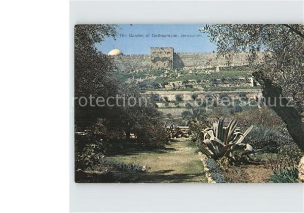 Jerusalem Yerushalayim Garden of Gethsemana
