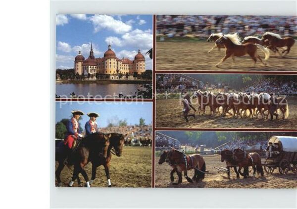 Moritzburg Sachsen Schloss und Hengstparade