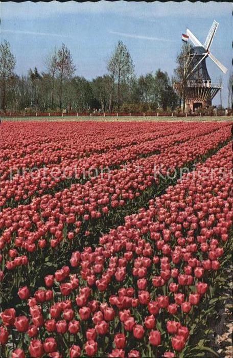 Lisse Keukenhof Tulpenfeld mit Windmühle