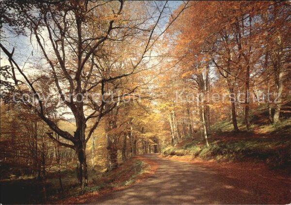 Gargano Foresta Umbra