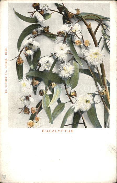 Blumen Eucalyptus