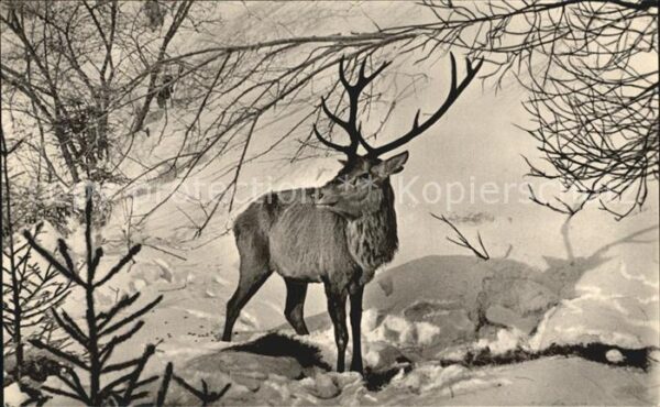 Hirsch