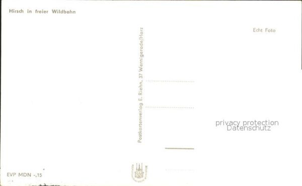 Hirsch – Bild 2