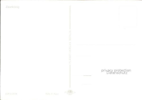 Voegel Zaunkönig – Bild 2