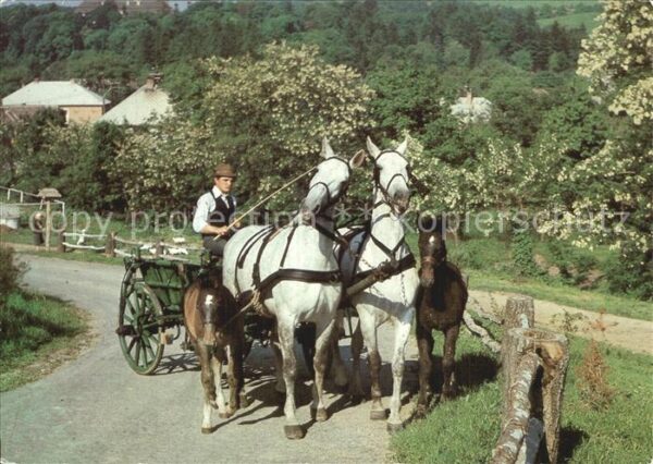 Pferde Pferdewagen Pfingsten