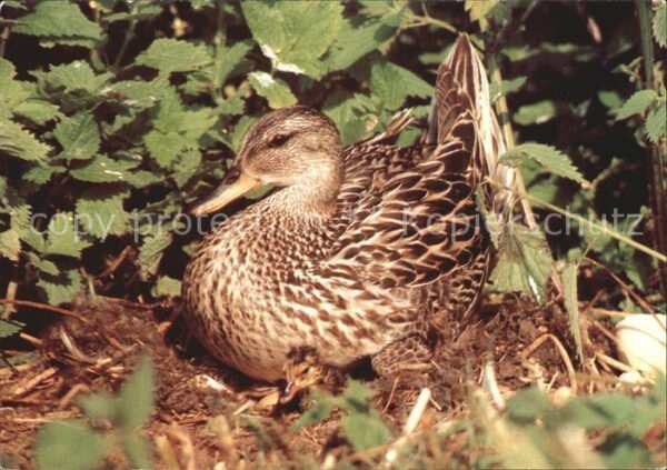 Enten Mittelente mit Küken