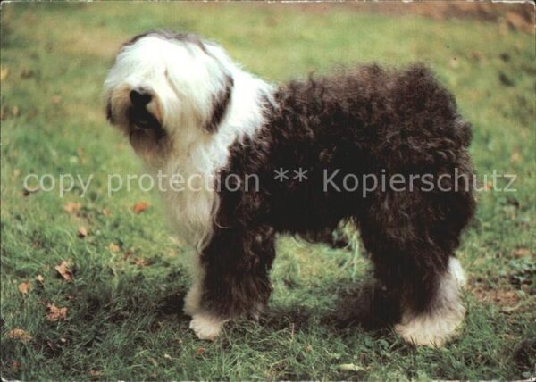 Hunde Bobtail