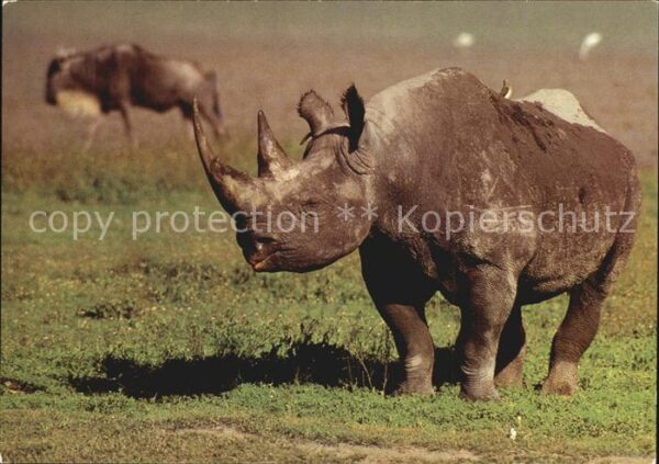 Nashorn Spitzmaulnashorn