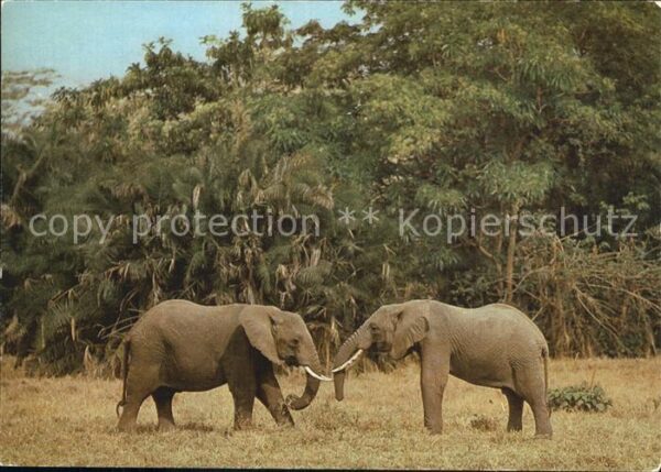 Elefant Afrika