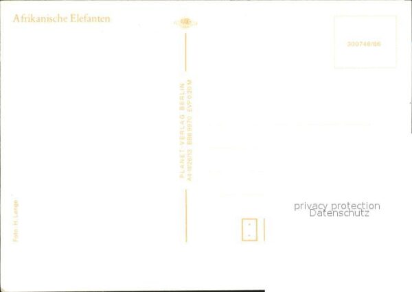 Elefant Afrika – Bild 2