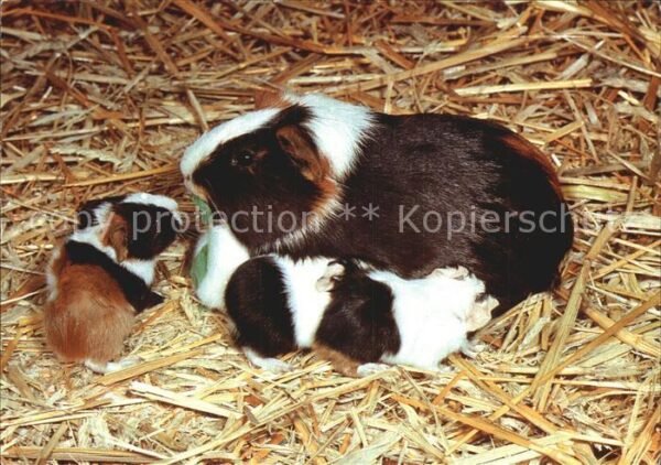 Tiere Meerschweinchen
