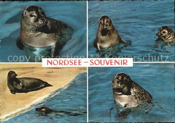Robben Seehunde Nordsee