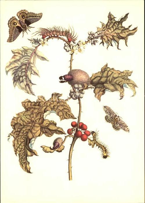 Insekten Künstlerkarte Maria Sibylla Merian Macc
