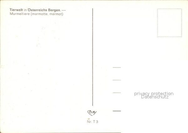 Murmeltier Berge Österreich – Bild 2