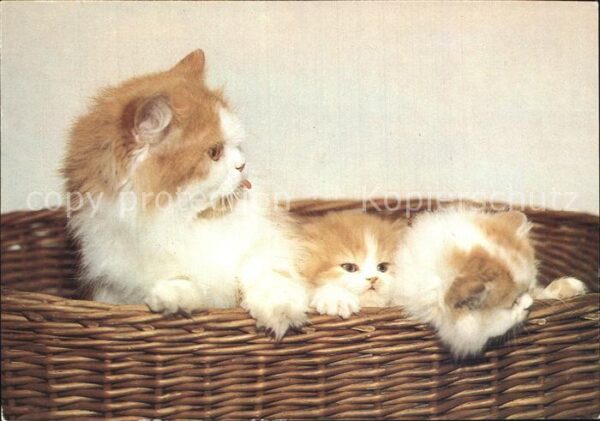 Katzen