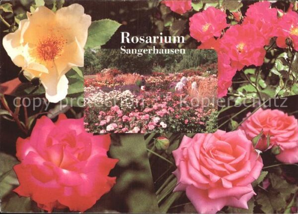 Rosen Rosarium Sangerhausen