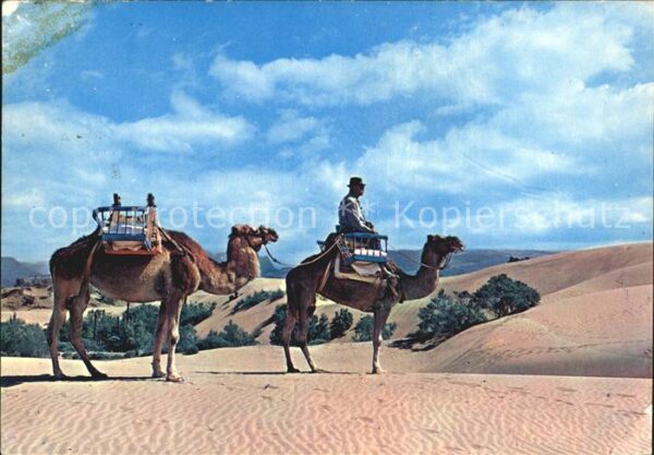 Kamel  Camel Chameau Gran Canaria Maspalomas