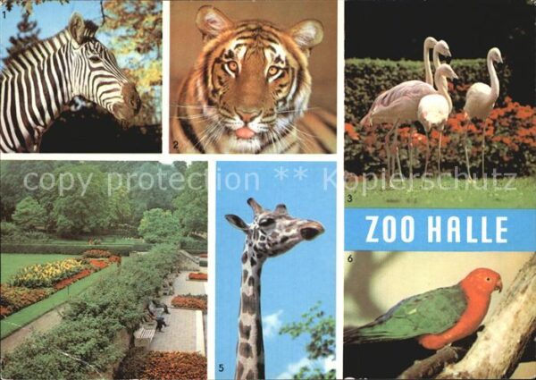 Zoo Halle Böhm-Zebra Uganda-Giraffe Königss