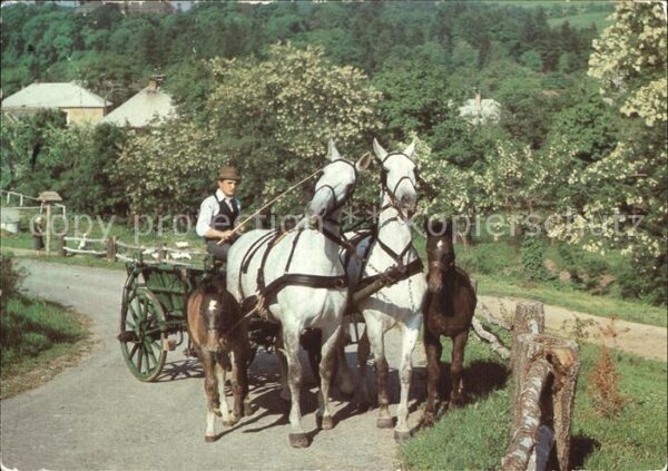 Pferde Fohlen Pfingsten