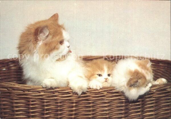 Katzen
