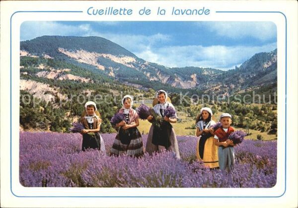 Ernte Landwirtschaft Cueillette de la lavande Cote Mediterra