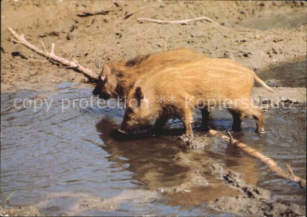 Tiere Wildschweine Frischlinge