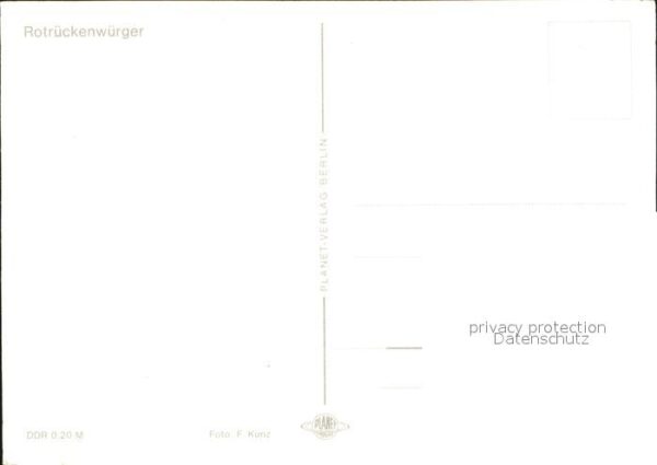 Voegel Rotrückenwürger – Bild 2