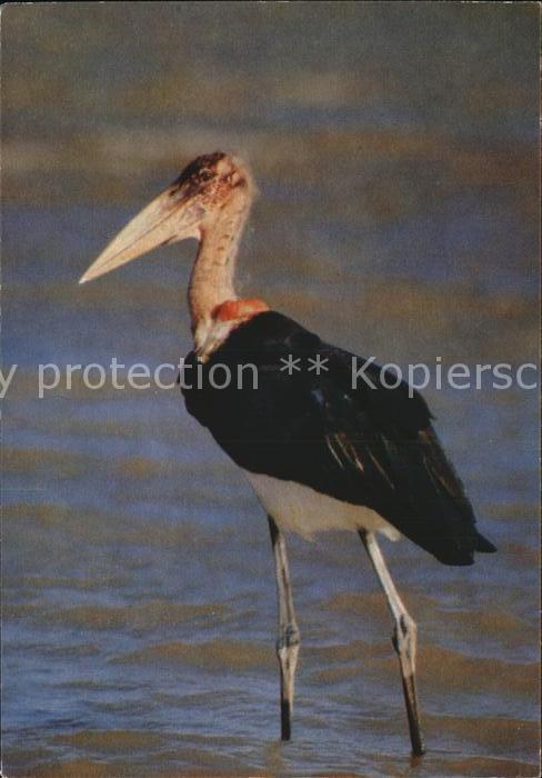 Voegel Afrikanischer Marabu