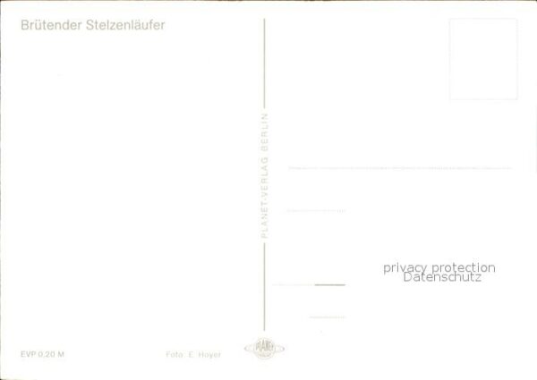 Voegel Brütender Stelzenläufer – Bild 2