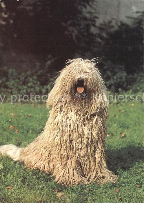 Hunde Komondor