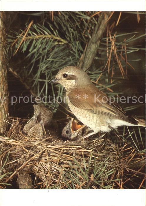 Voegel Rotrückenwürger