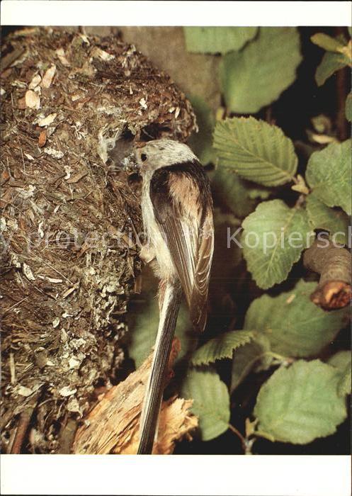 Voegel Schwanzmeise