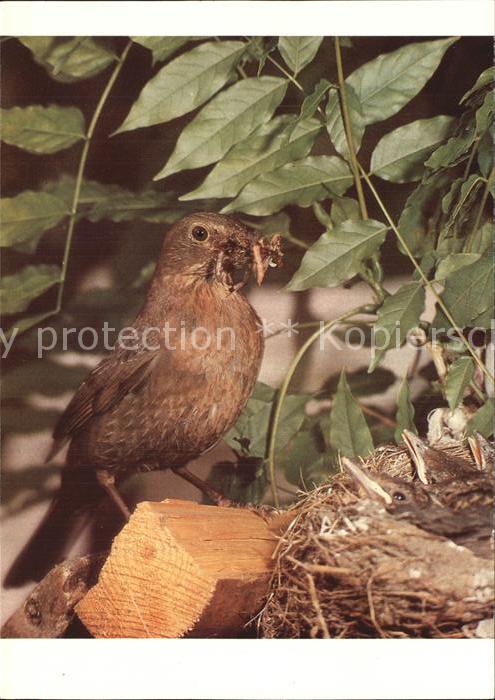 Voegel Amsel